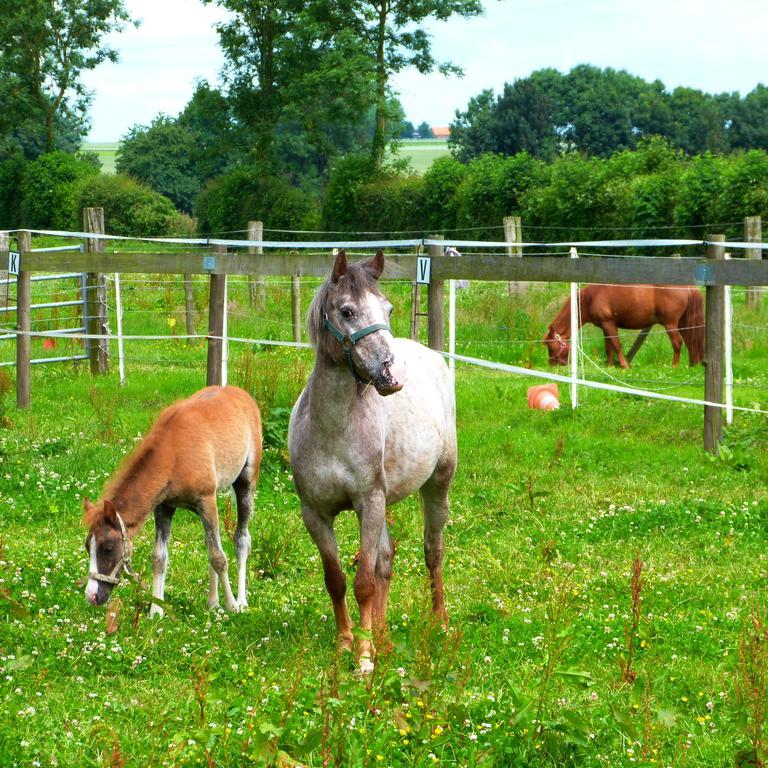 Gite Et Relais Equestre De Marie Tours-en-Vimeu Экстерьер фото