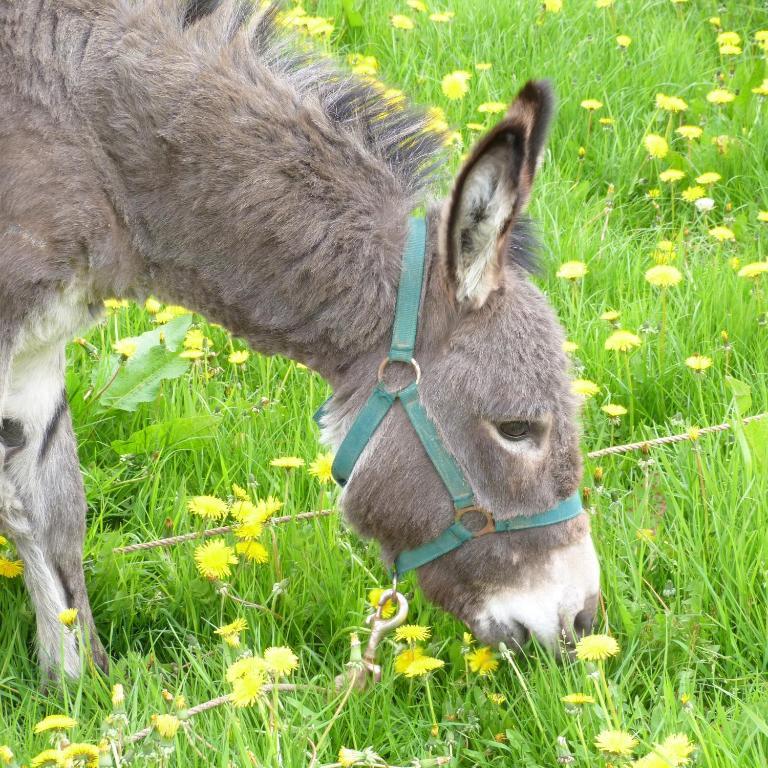 Gite Et Relais Equestre De Marie Tours-en-Vimeu Экстерьер фото
